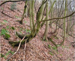 Characteristic tree growth pattern as a result of slope creep